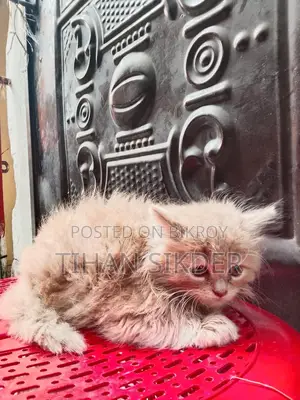 Pure Persian M/f