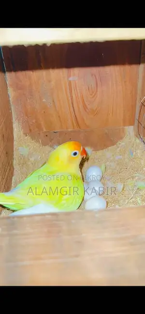 Love Bird