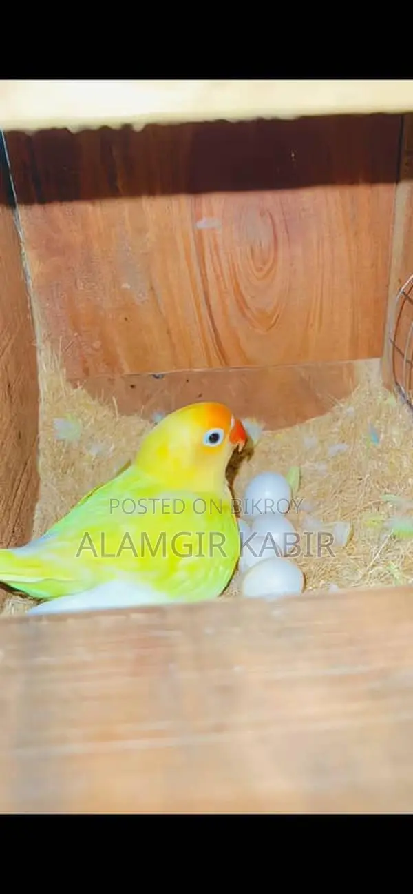 Love Bird