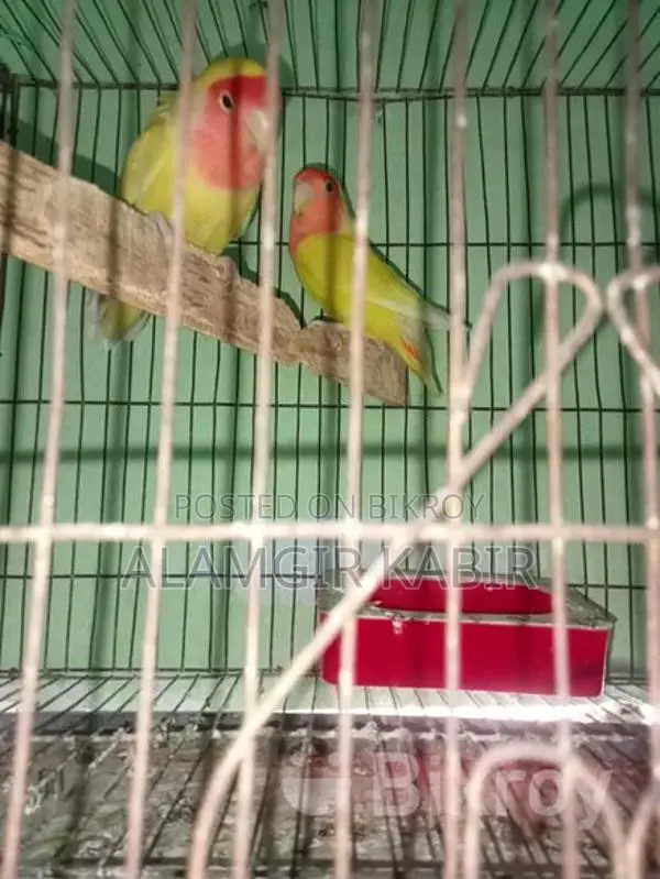 Love Bird