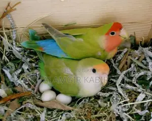 Love Bird