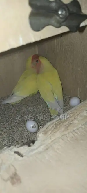 Love Bird