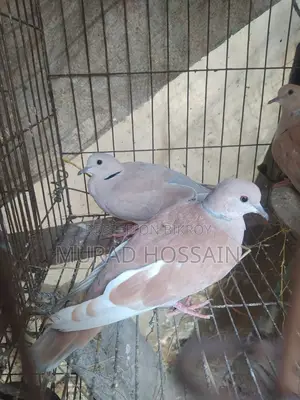 অস্ট্রিলিয়ান ঘুঘু পাখি