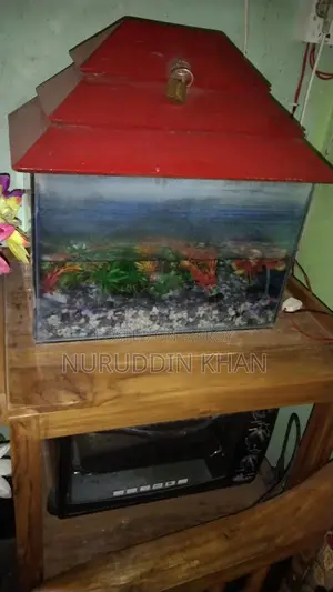 Fish Aquarium