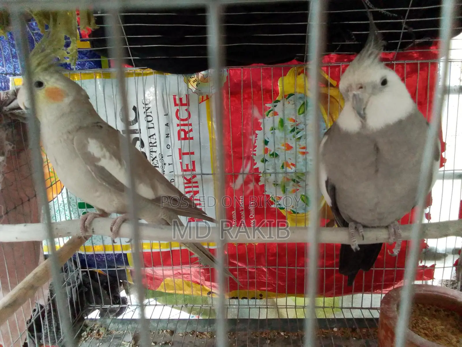 1 Pair Running Cockatiel Birds