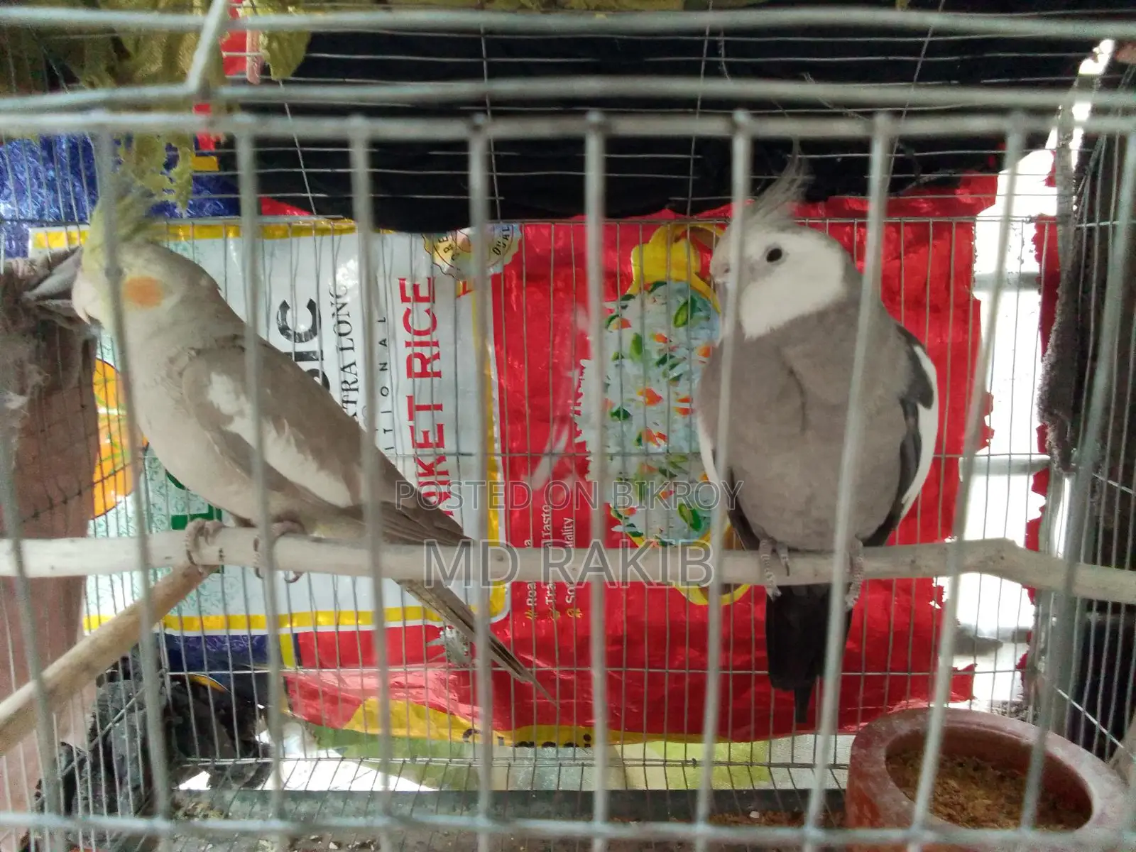 1 Pair Running Cockatiel Birds