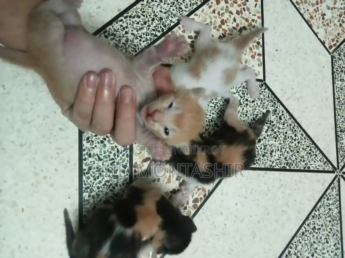 Cat for sale