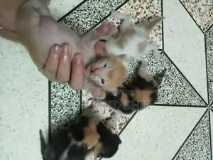 Cat for sale
