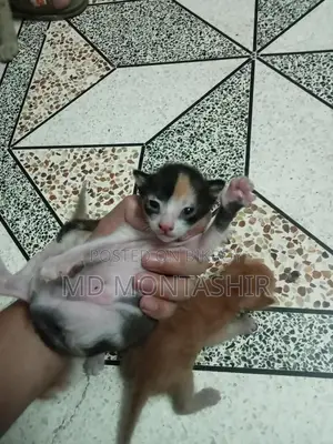 Cat for sale