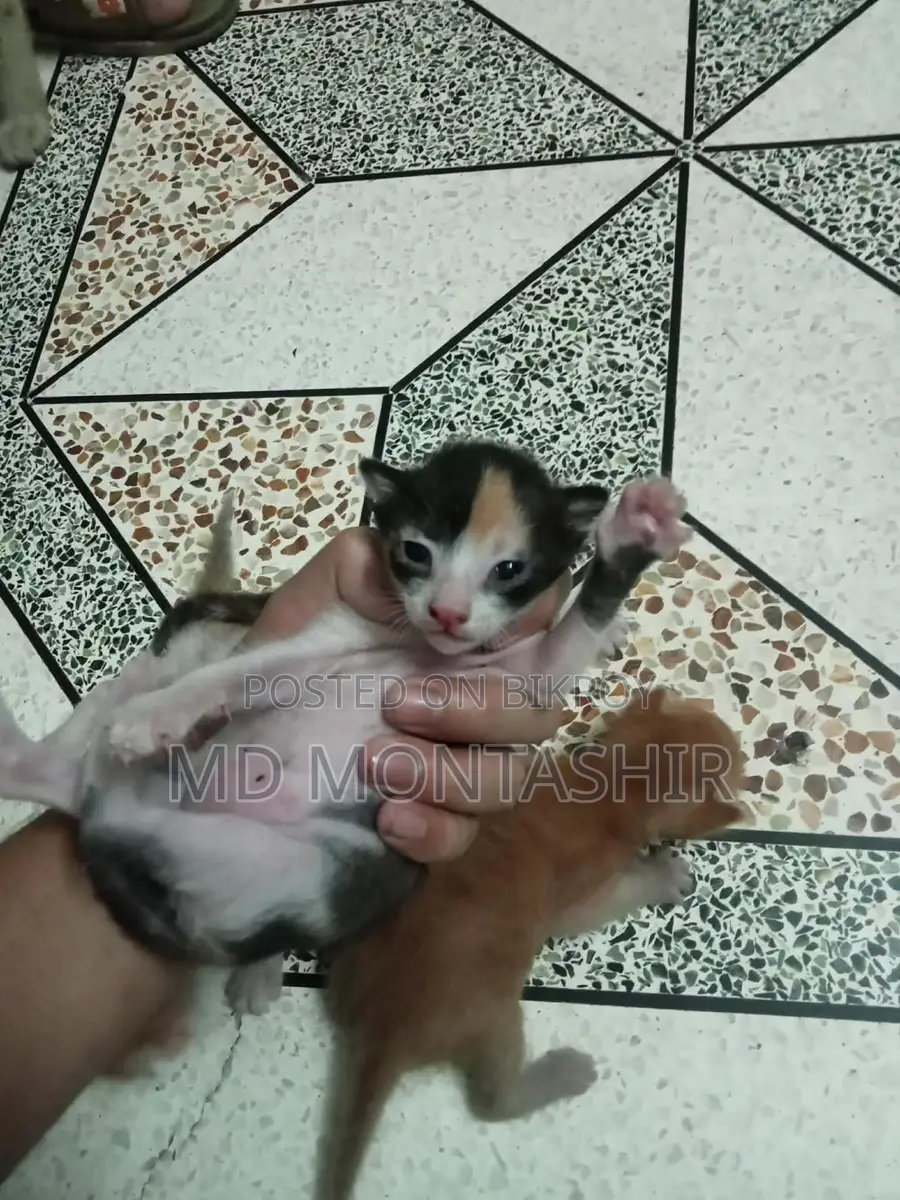 Cat for sale