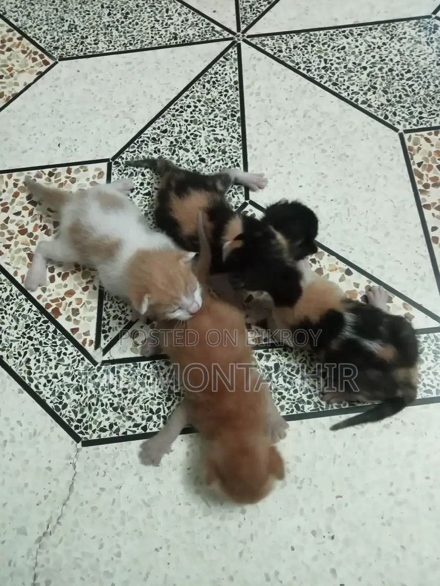 Cat for sale