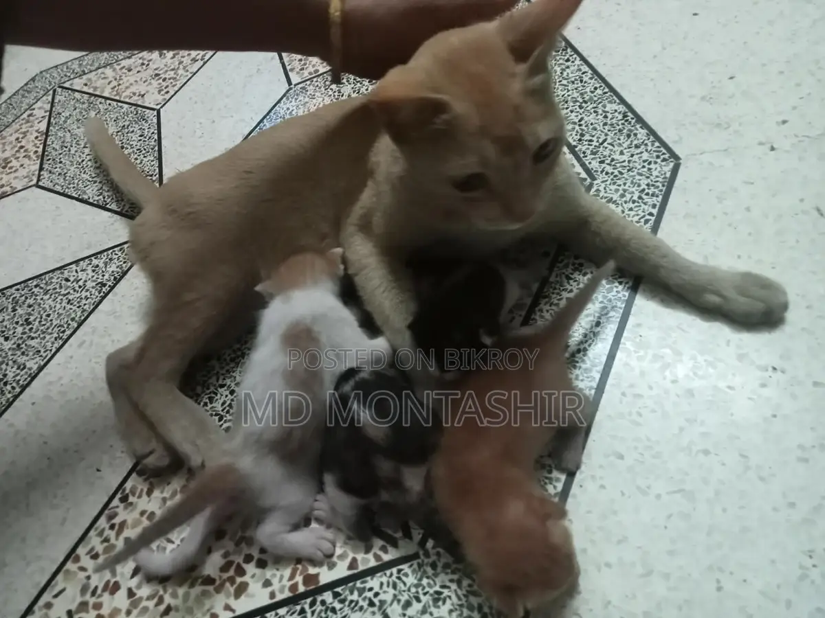 Cat for sale