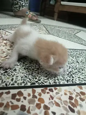 Cat for sale