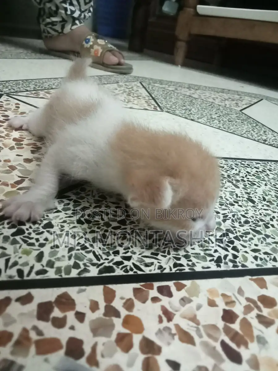 Cat for sale