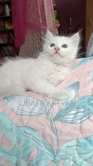 Pure Persian X Turkish Angora