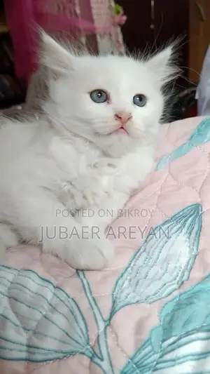 Pure Persian X Turkish Angora