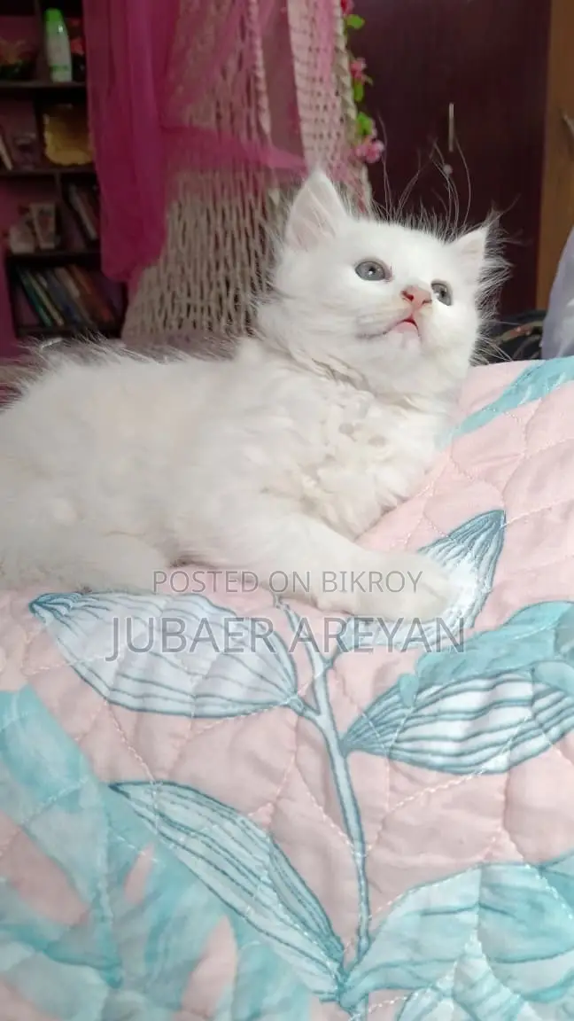 Pure Persian X Turkish Angora