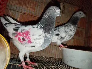 ১ পেয়ার গিরিবাজ বিক্রি হবে।
