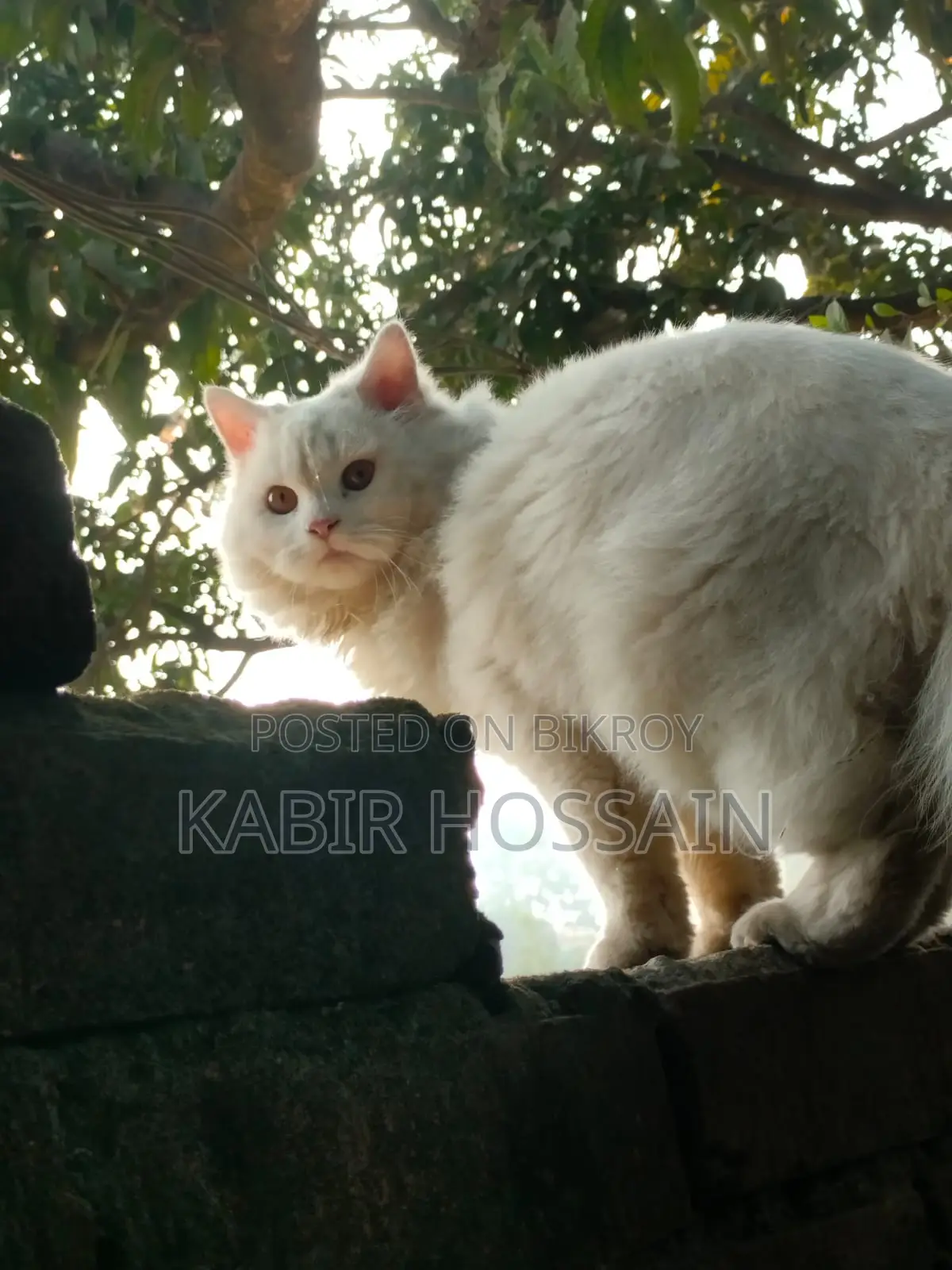 6-12 Months Male Purebred Persian