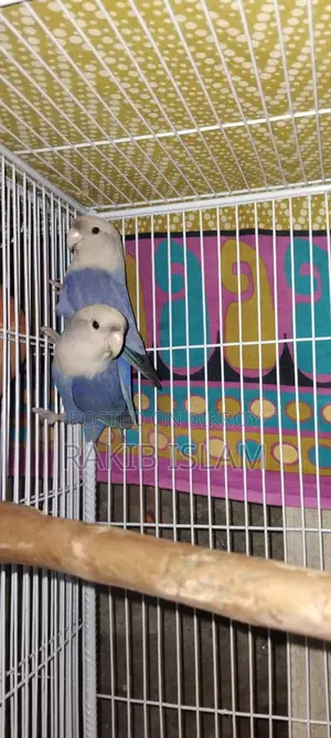 Love Bird