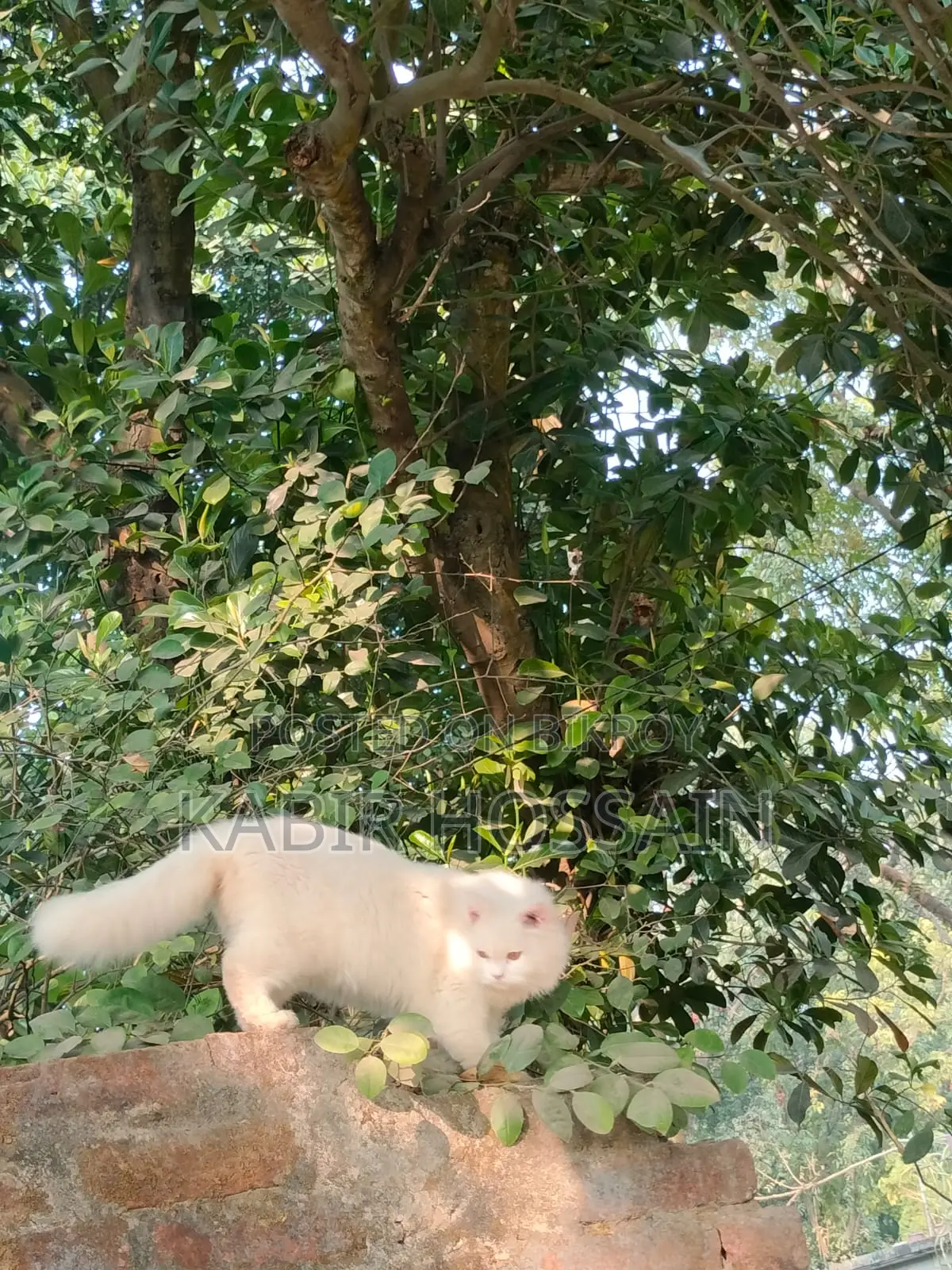 6-12 Months Male Purebred Persian