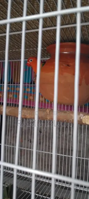 Love Bird
