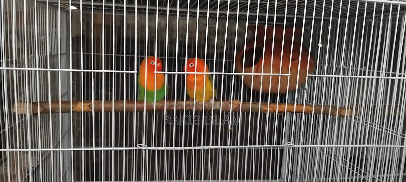 Love Bird