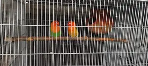 Love Bird