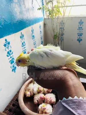 Cokatail Tame Size Baby