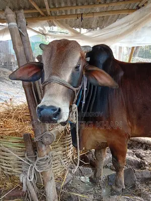 Native Healthy Red Cow for Sale