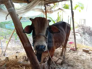 Native Healthy Red Cow for Sale
