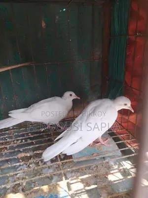 A pair of Australian white doves for sale.