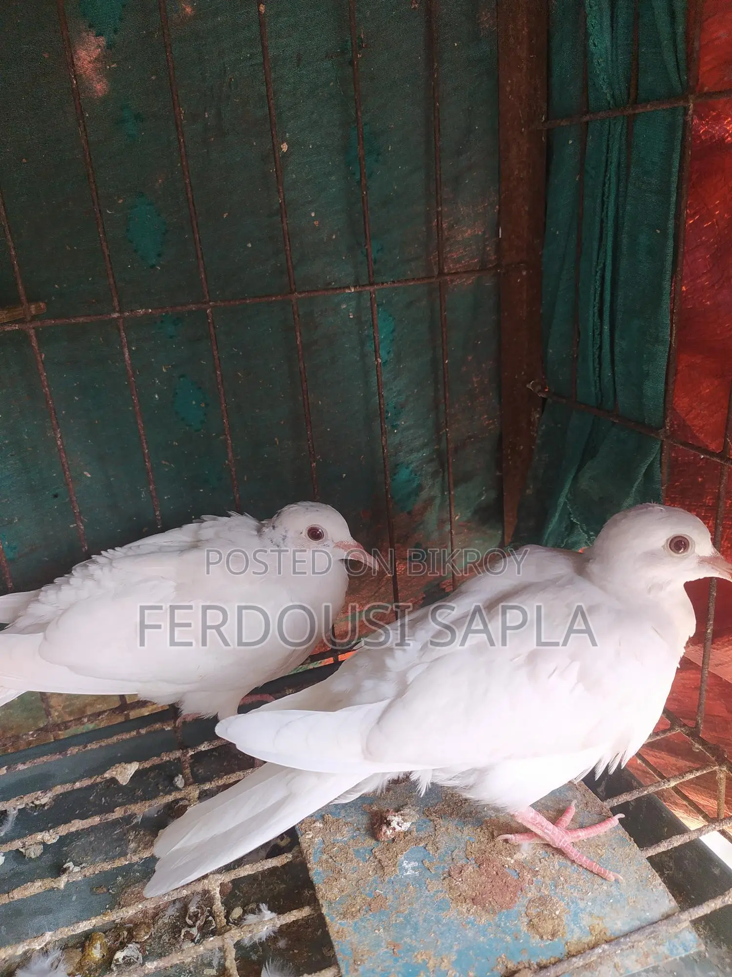 A pair of Australian white doves for sale.