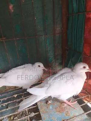 এক জোড়া অষ্ট্রেলিয়ান সাদা ঘুঘু বিক্রি হবে।