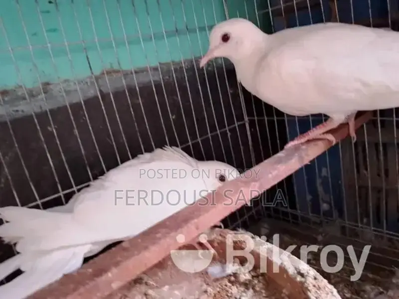 A pair of Australian white doves for sale.