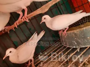 A pair of Australian white doves for sale.