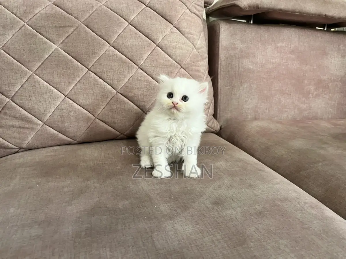 Traditional Persian Kitten