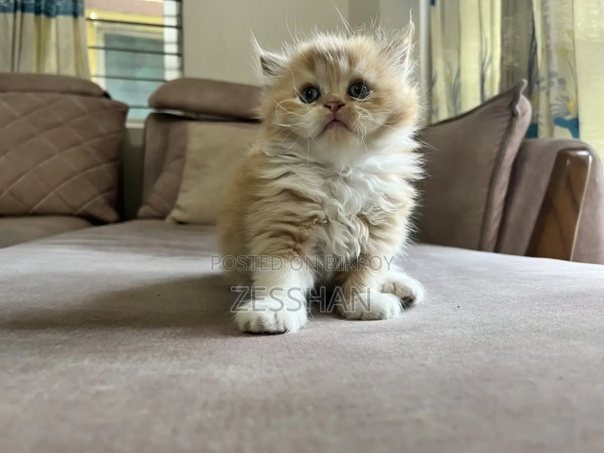 Traditional Persian Kitten