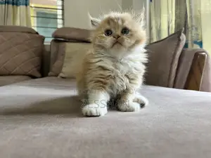 Traditional Persian Kitten