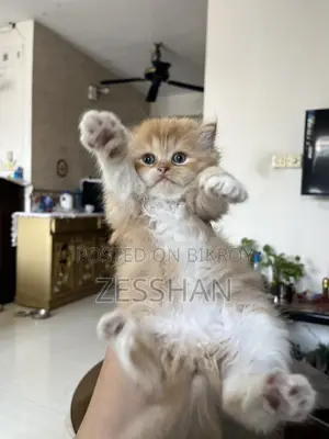 Traditional Persian Kitten