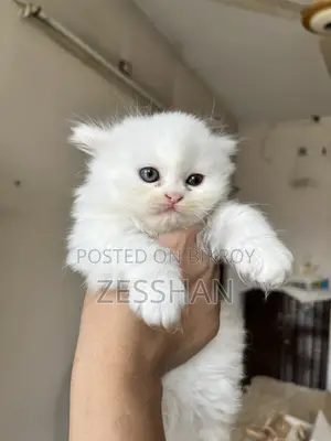 Traditional Persian Kitten