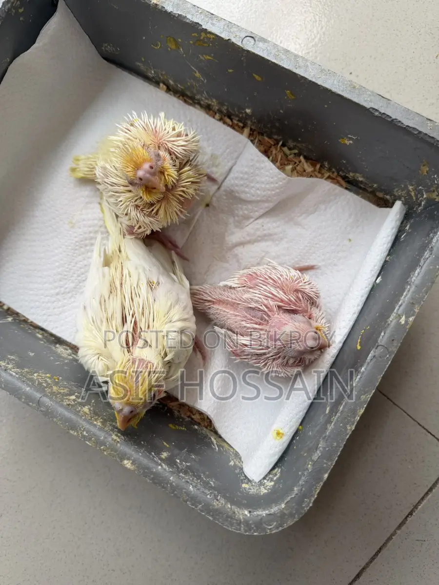 Cocktail Baby 22-30 Days