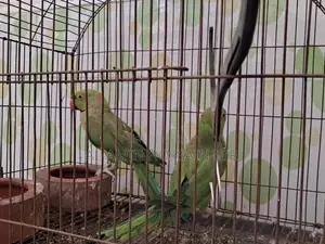 Ringneck Parakeet