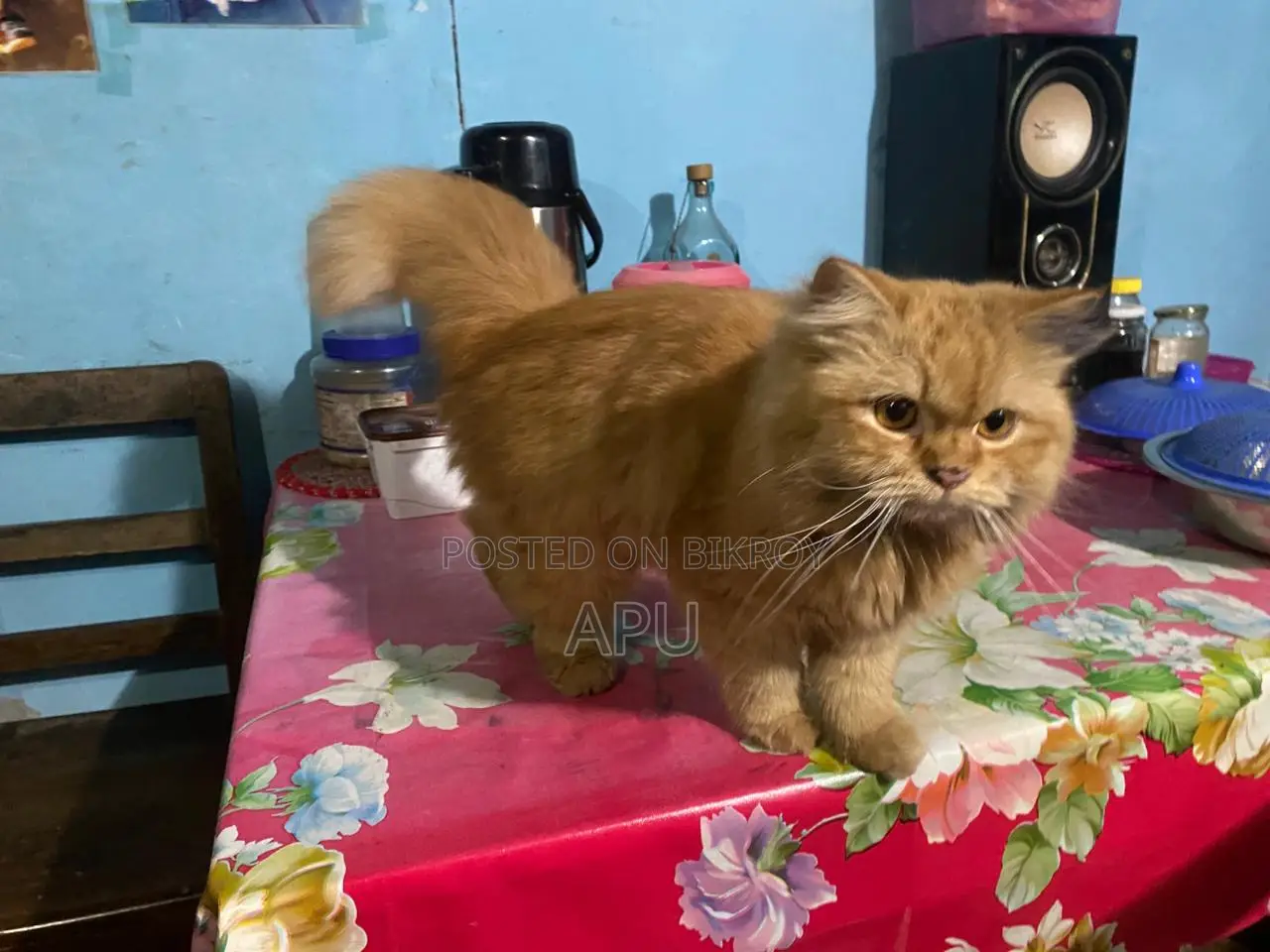 Persian Cat