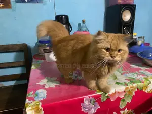 Persian Cat