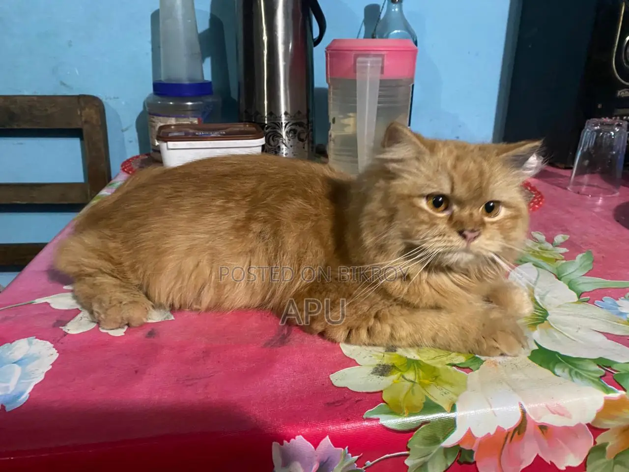 Persian Cat