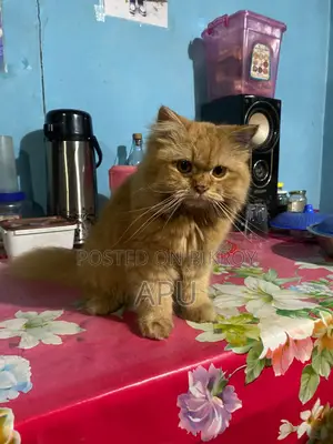 পারশিয়ান বিড়াল