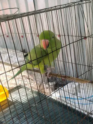 Ringneck Home Breed Bird