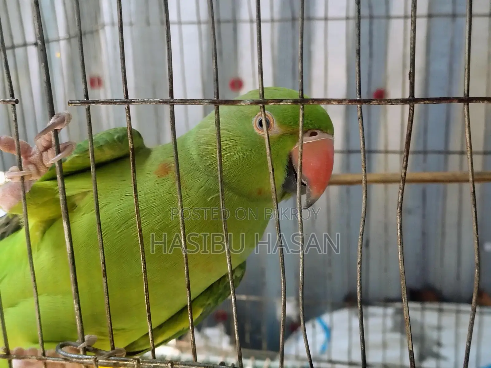 Ringneck Home Breed Bird