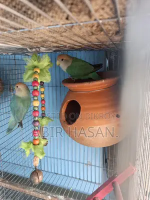 Lovebird Sell